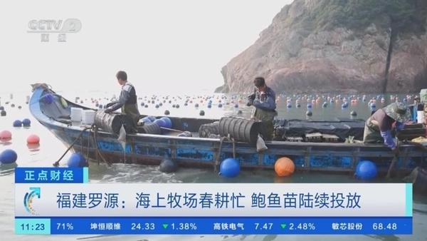 央视关注罗源：海上牧场春耕忙 鲍鱼苗陆续投放