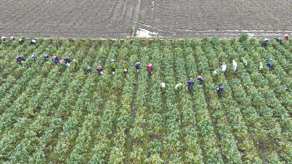 福清市打造绿色、有机、无公害的特色蔬菜产业链