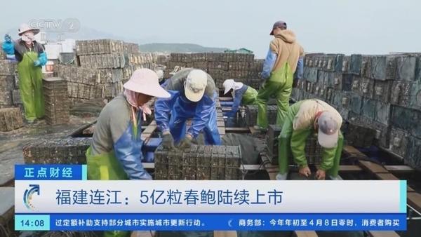 连江：5亿粒春鲍陆续上市