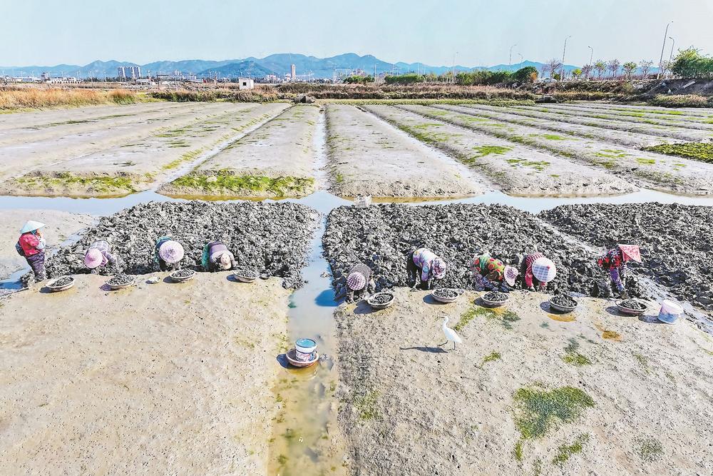 福清市?？谡?700亩海蛏迎来丰收