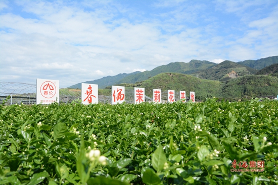 茉莉花文化基地