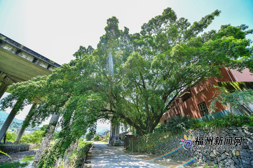 白房青瓦马鞍墙　一方宁静后垅村